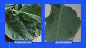 Folhas da Nicotiana glauca, conhecida como “falsa couve”, são tóxicas e podem causar paralisia mesmo após o cozimento